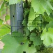 Vinohradnický sloupek pozinkovaný 2500 mm | obdélníkový profil 50 × 30 mm | řadový
